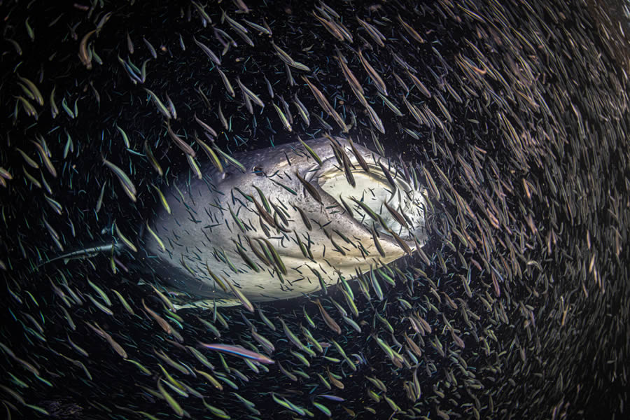 Ocean Photographer Of The Year 2024 Awards Winners