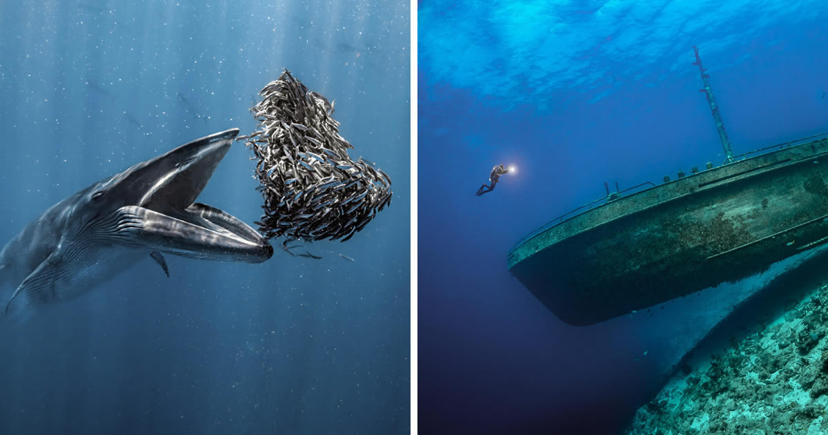 28 Amazing Winning Photos From The 2024 Ocean Photographer Of The Year