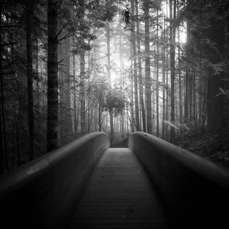 Lady Bird Johnson Grove In The Fog By Nathan Wirth