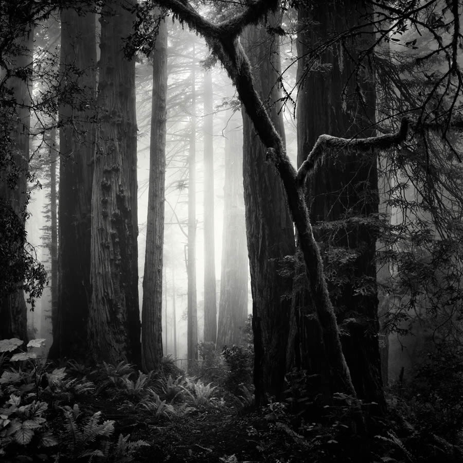 Lady Bird Johnson Grove In The Fog By Nathan Wirth