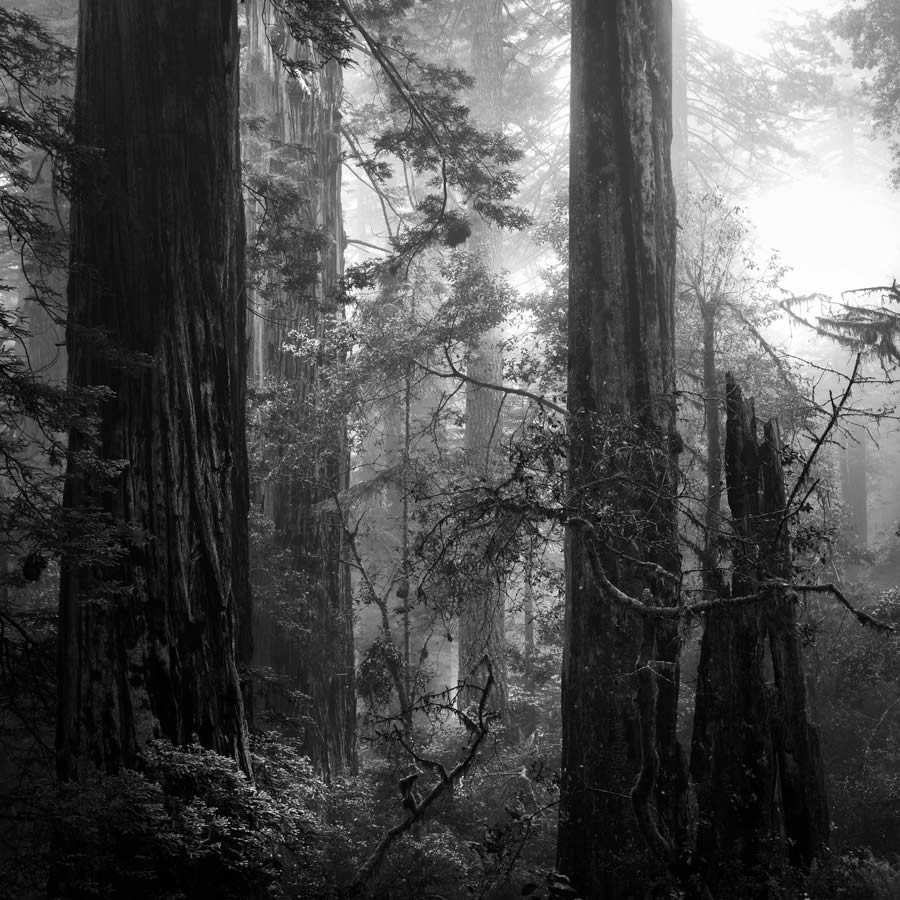 Lady Bird Johnson Grove In The Fog By Nathan Wirth