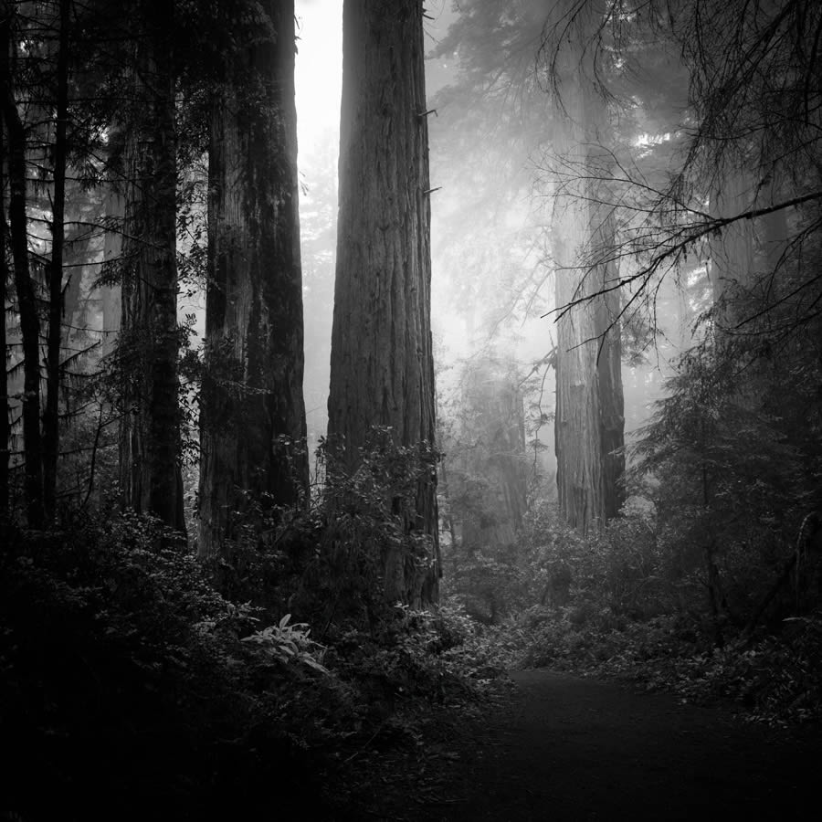 Lady Bird Johnson Grove In The Fog By Nathan Wirth