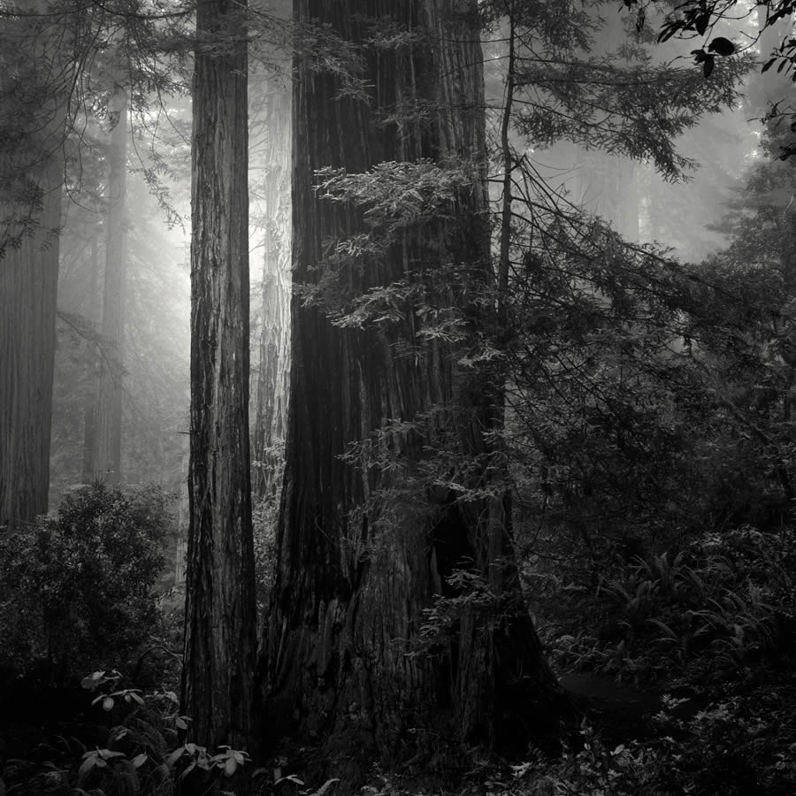 Lady Bird Johnson Grove In The Fog By Nathan Wirth