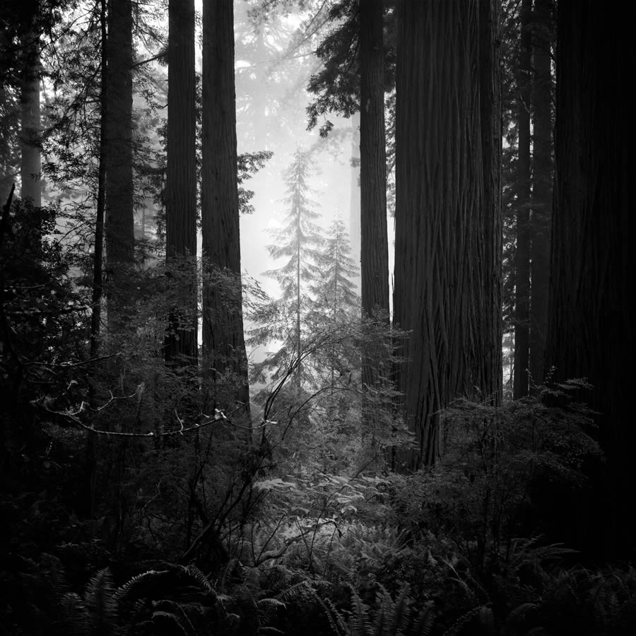 Lady Bird Johnson Grove In The Fog By Nathan Wirth