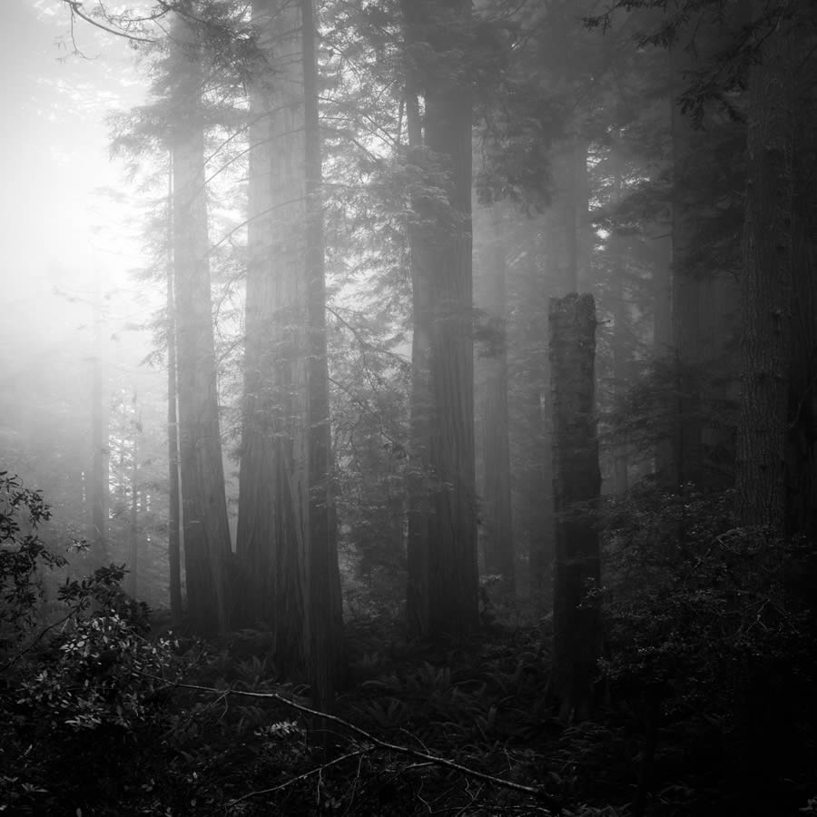 Lady Bird Johnson Grove In The Fog By Nathan Wirth