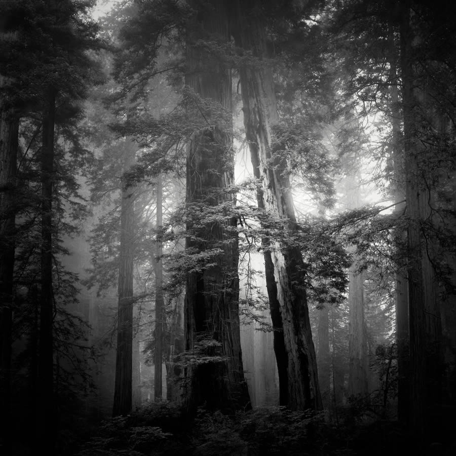 Lady Bird Johnson Grove In The Fog By Nathan Wirth