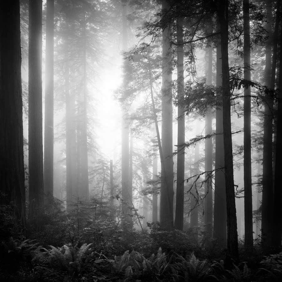 Lady Bird Johnson Grove In The Fog By Nathan Wirth