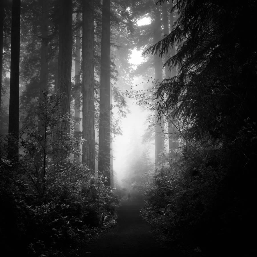 Lady Bird Johnson Grove In The Fog By Nathan Wirth