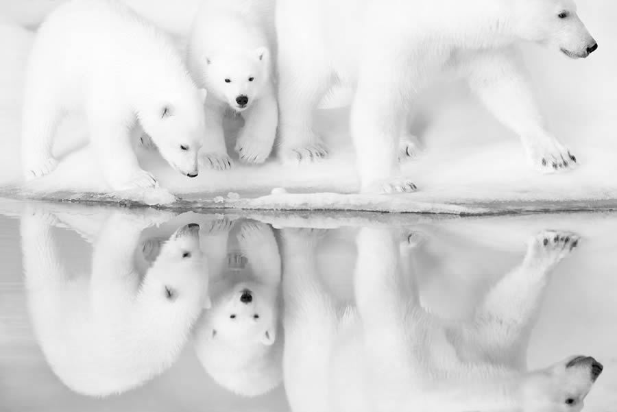 2024 reFocus Black And White Wildlife Photography Awards