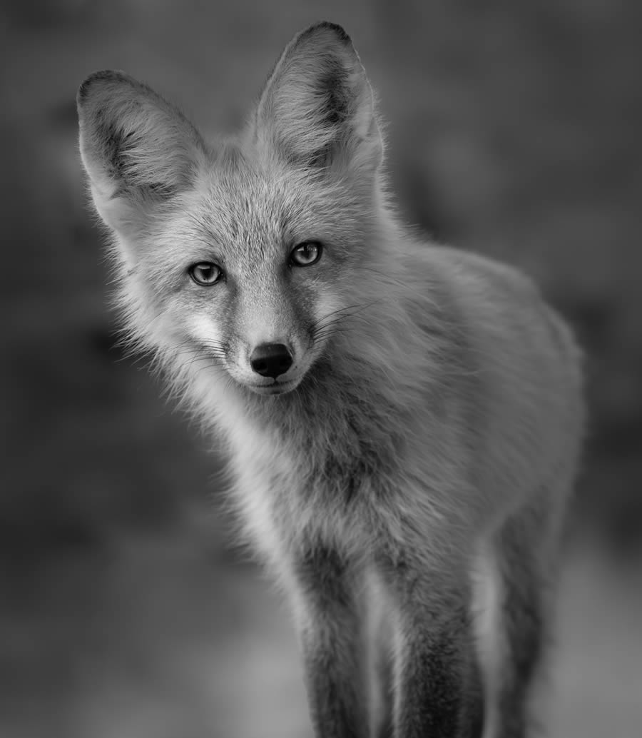 2024 reFocus Black And White Wildlife Photography Awards