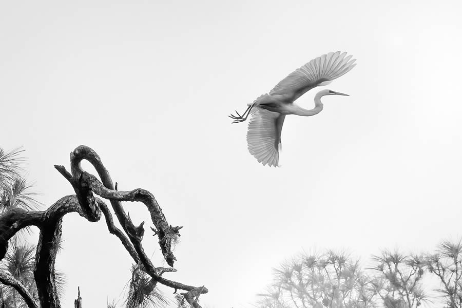 2024 reFocus Black And White Wildlife Photography Awards