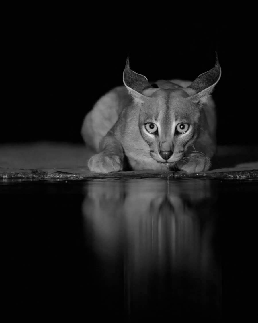 2024 reFocus Black And White Wildlife Photography Awards