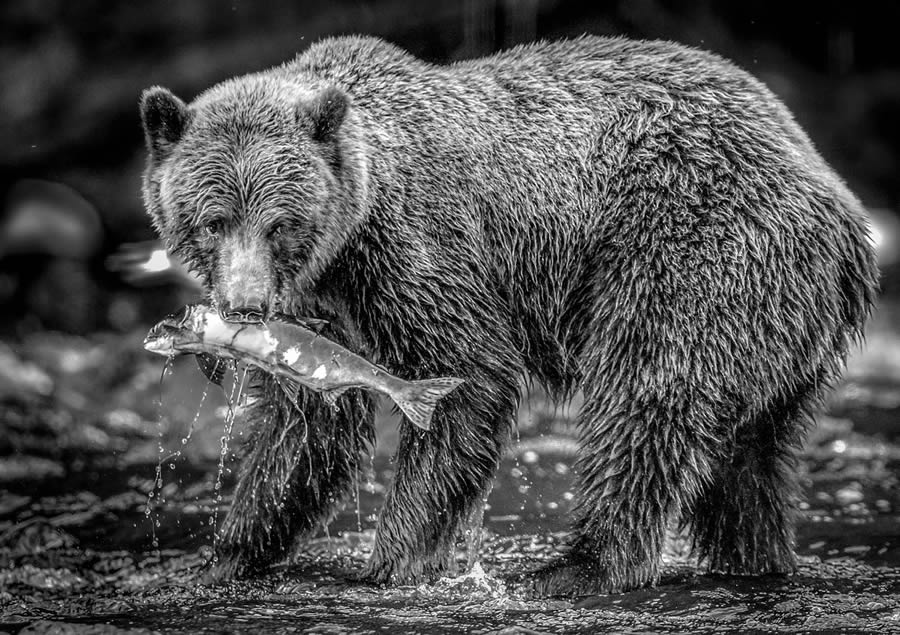 2024 reFocus Black And White Wildlife Photography Awards