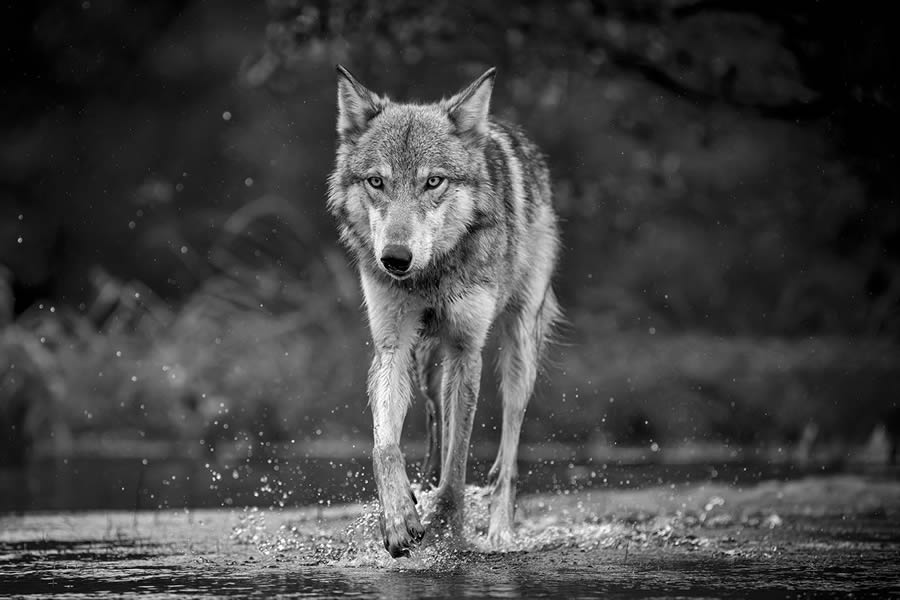 2024 reFocus Black And White Wildlife Photography Awards