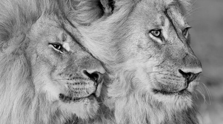 2024 reFocus Black And White Wildlife Photography Awards