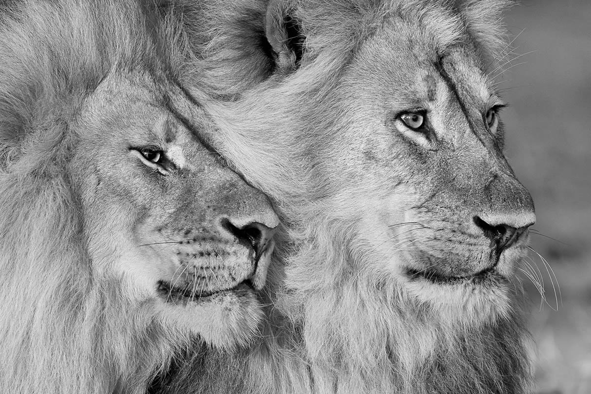 20 Stunning Wildlife-Winning Photos From The 2024 reFocus Black And White Photography Awards