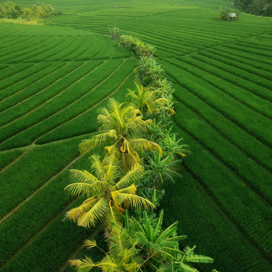 Aerial Landscape Photos Of Rice Cultivation By Aleksei Boiko