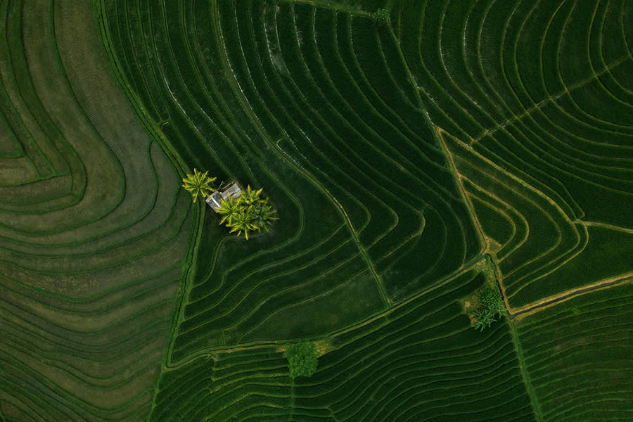 Beautiful Aerial Landscape Photos Of Rice Cultivation By Aleksei Boiko