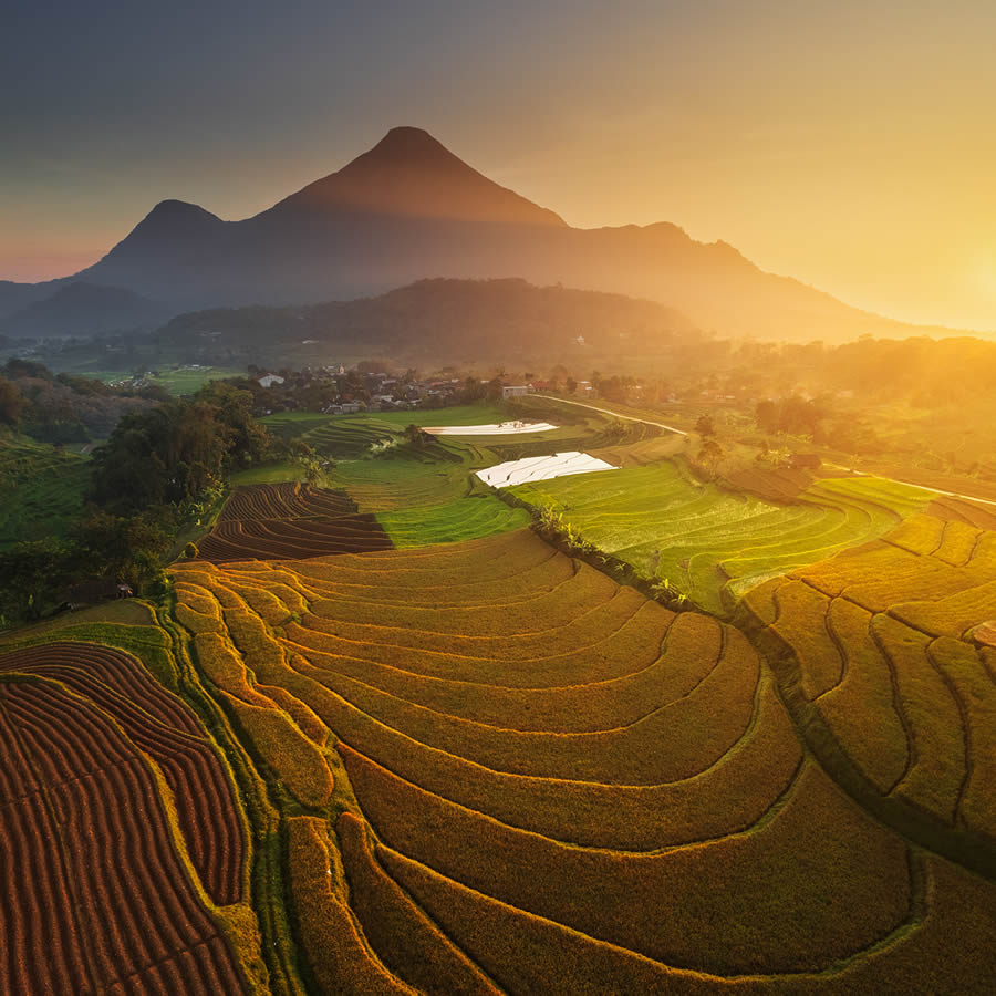 Aerial Landscape Photos Of Rice Cultivation By Aleksei Boiko