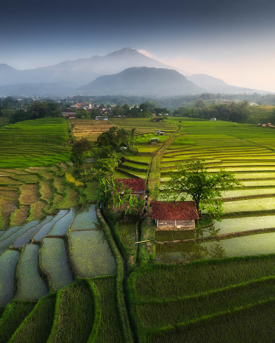 Aerial Landscape Photos Of Rice Cultivation By Aleksei Boiko