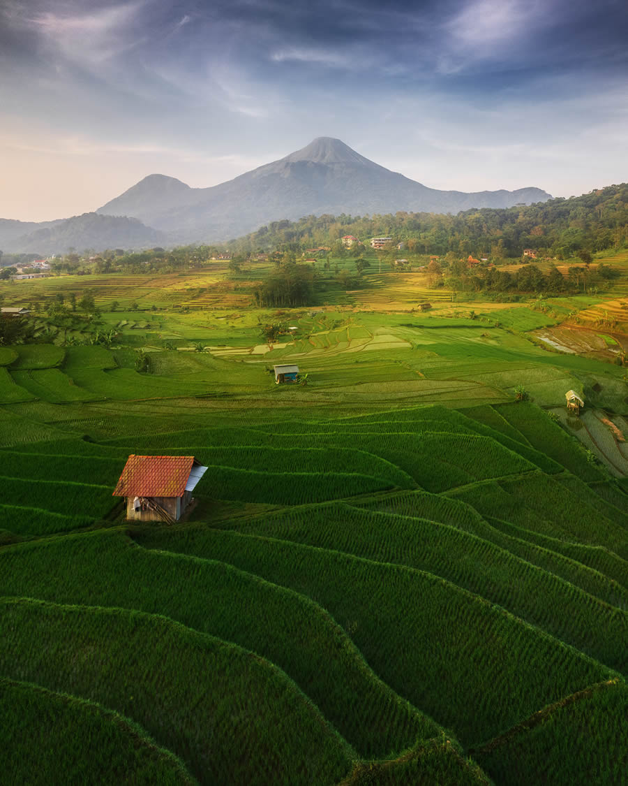 Aerial Landscape Photos Of Rice Cultivation By Aleksei Boiko