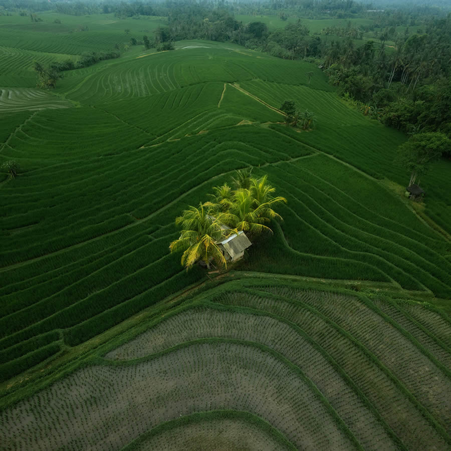 Aerial Landscape Photos Of Rice Cultivation By Aleksei Boiko