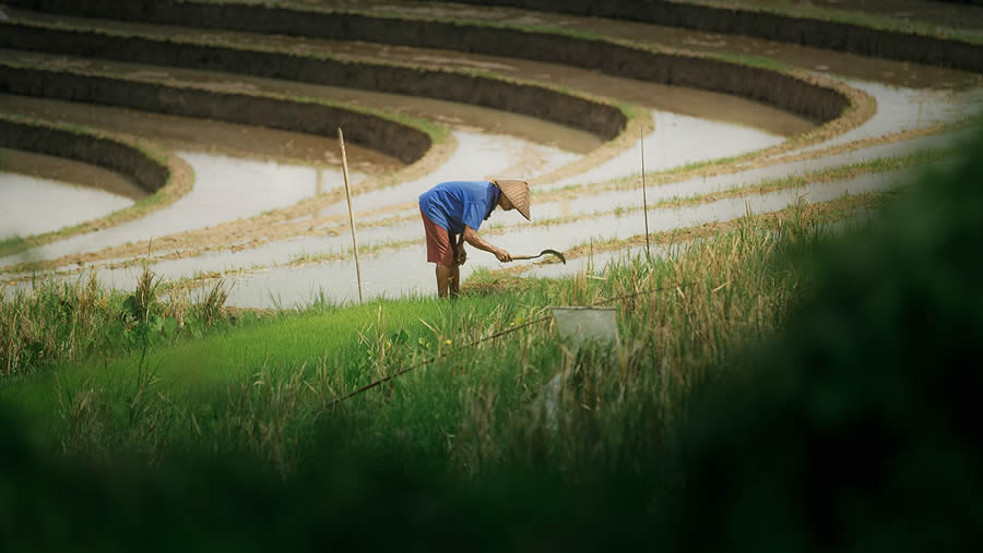 Aerial Landscape Photos Of Rice Cultivation By Aleksei Boiko