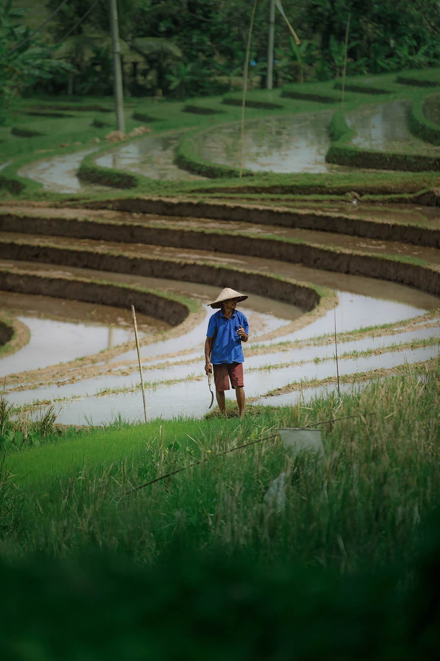 Aerial Landscape Photos Of Rice Cultivation By Aleksei Boiko