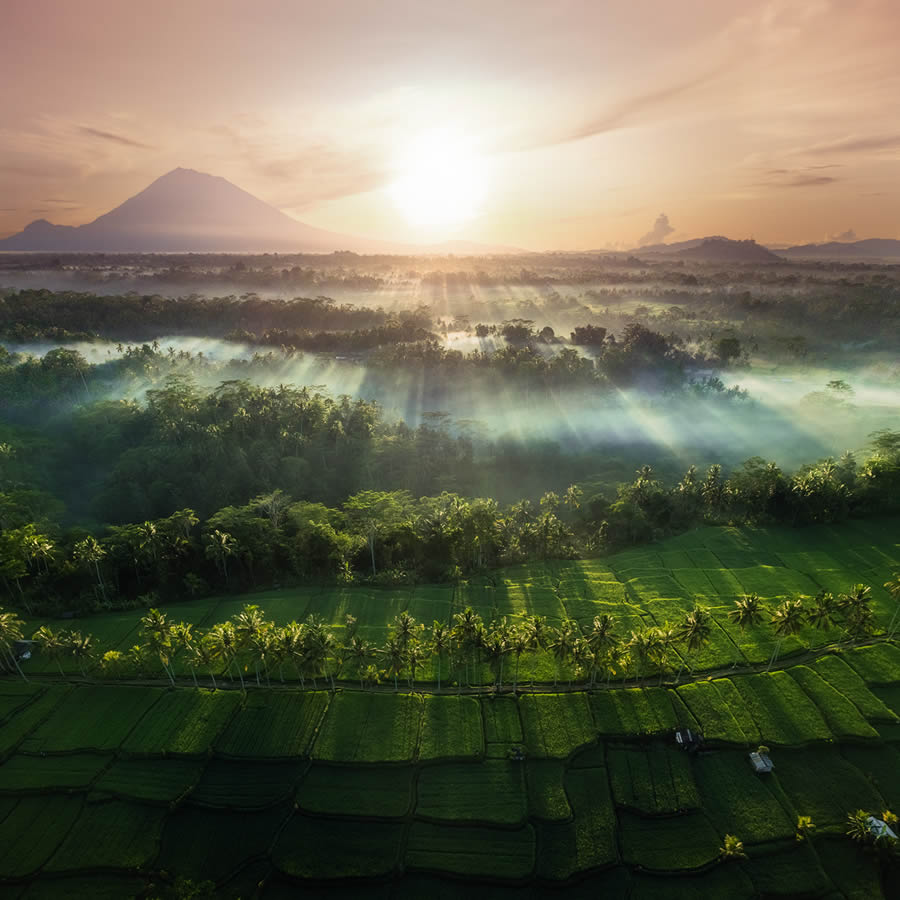 Aerial Landscape Photos Of Rice Cultivation By Aleksei Boiko