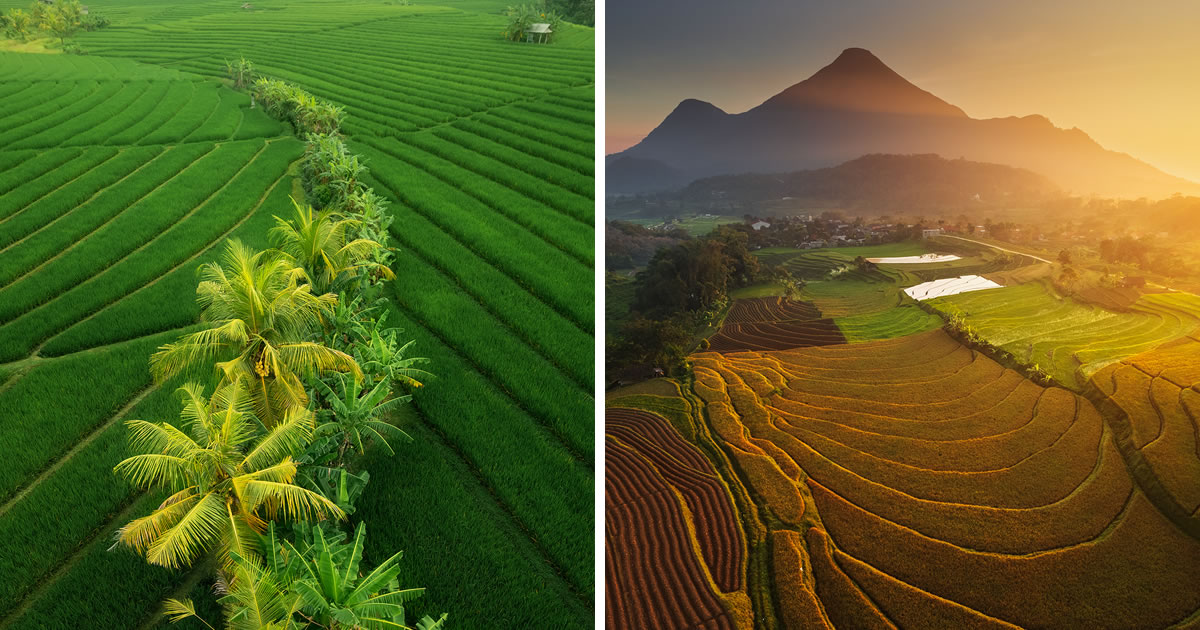 Beautiful Aerial Landscape Photos Of Rice Cultivation By Aleksei Boiko