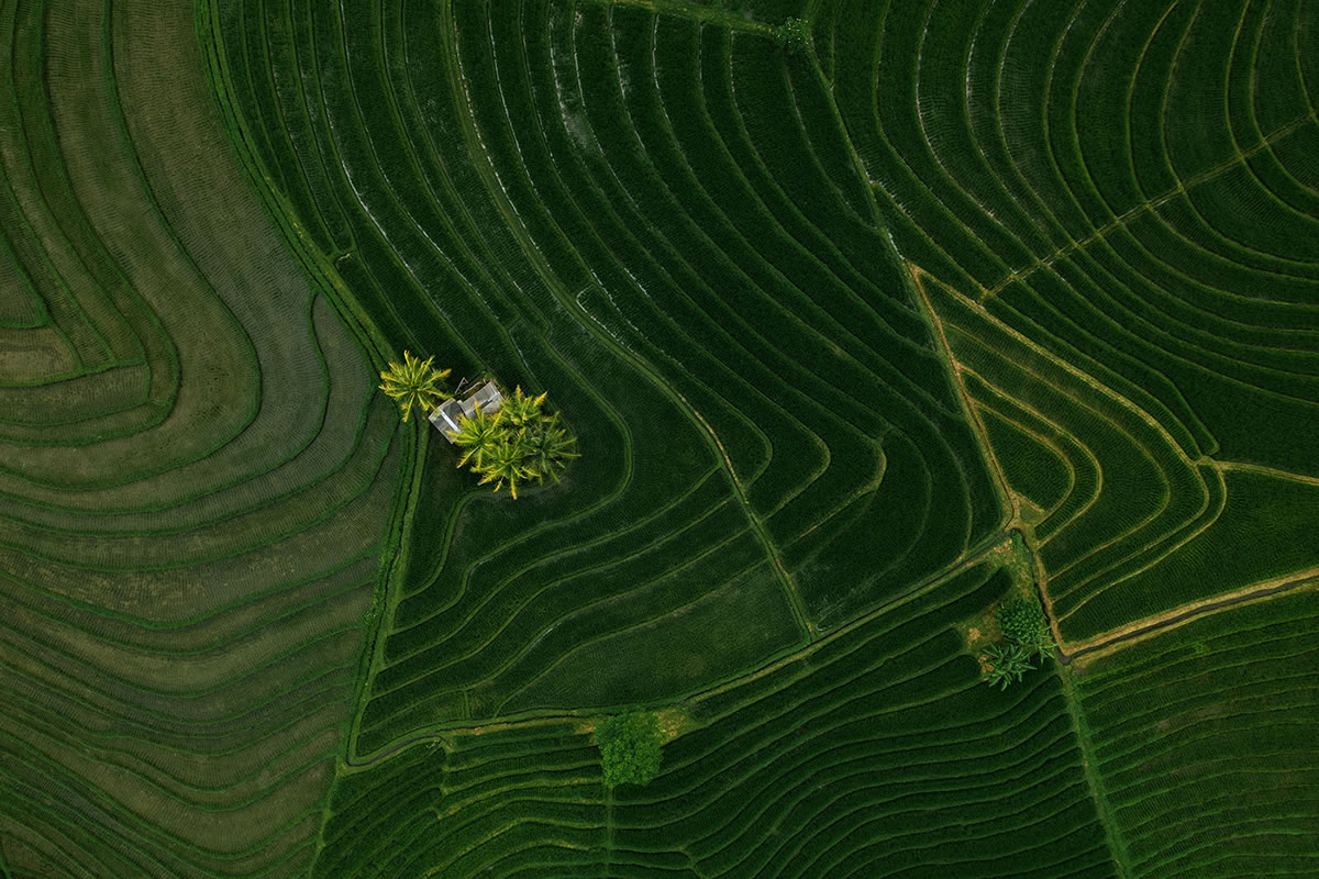 Aerial Landscape Photos Of Rice Cultivation By Aleksei Boiko