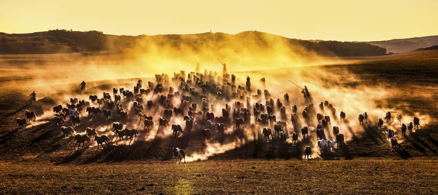 20 Stunning Award-Winning Nature Photos From The Tokyo Foto Awards