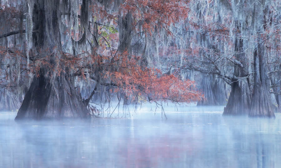 Tokyo Foto Awards Nature Photography Winners