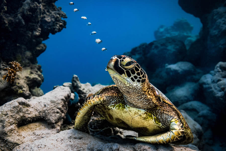 Tokyo Foto Awards Nature Photography Winners