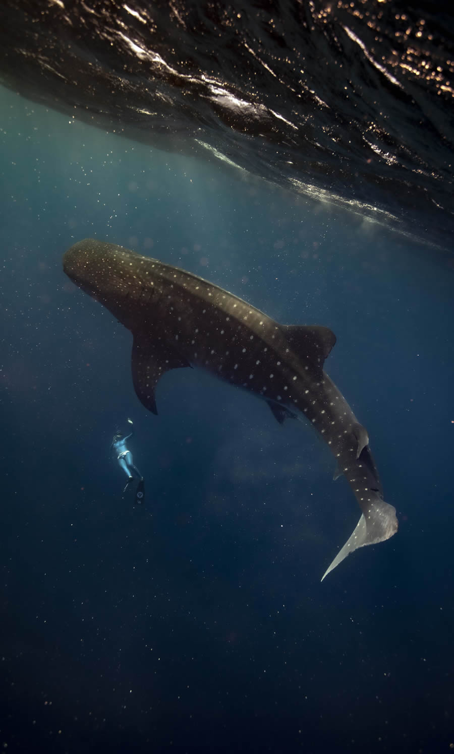 Tokyo Foto Awards Nature Photography Winners