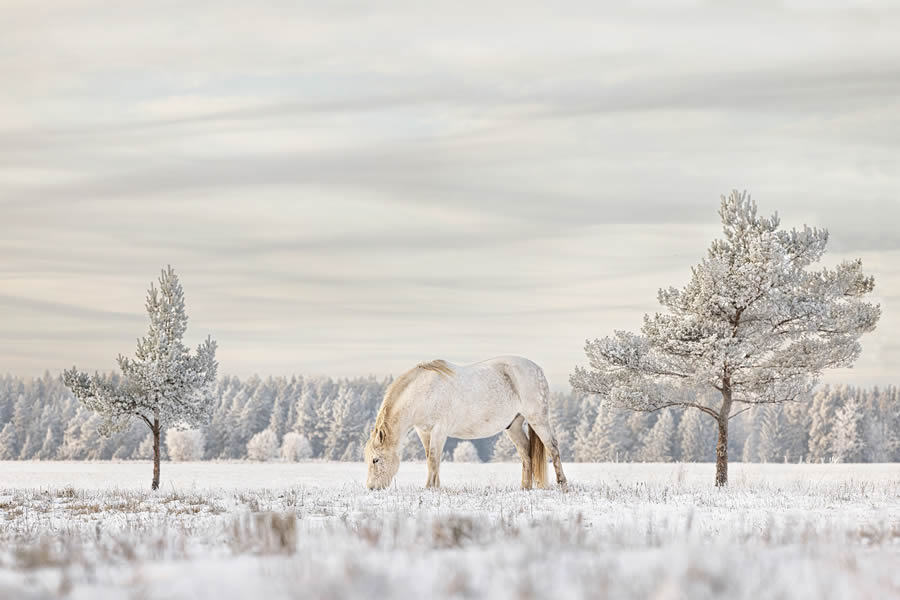 Tokyo Foto Awards Nature Photography Winners