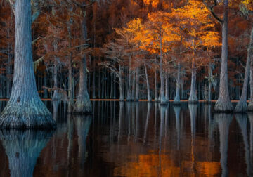 Tokyo Foto Awards Nature Photography Winners