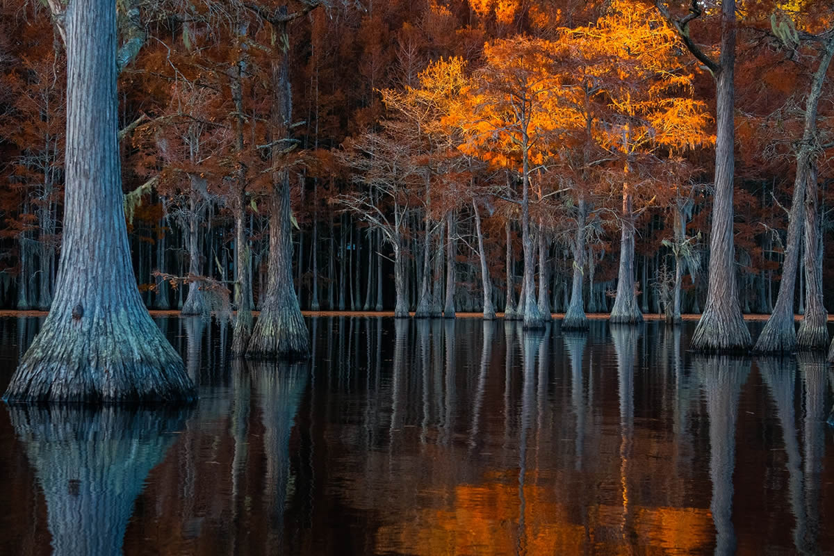 Tokyo Foto Awards Nature Photography Winners