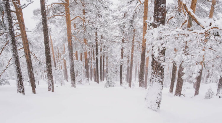 Winter Landscapes In Sierra de Guadarrama National Park, Spain By Javi Lorbada