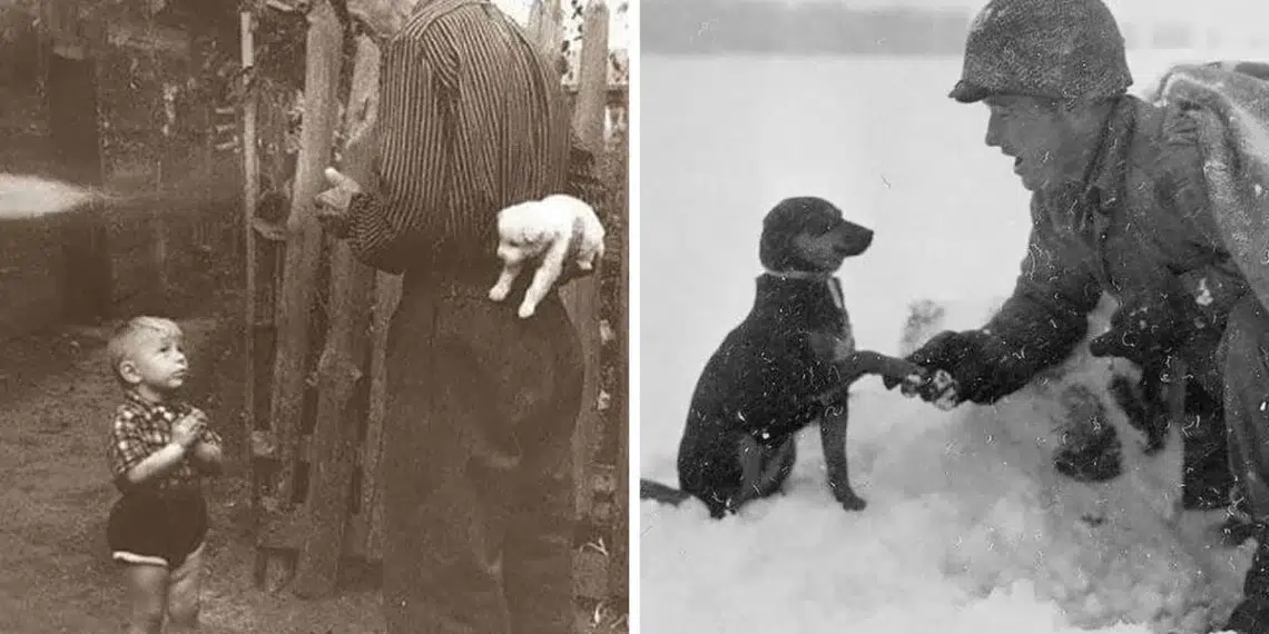 Man hiding a puppy; soldier shaking a dog’s paw