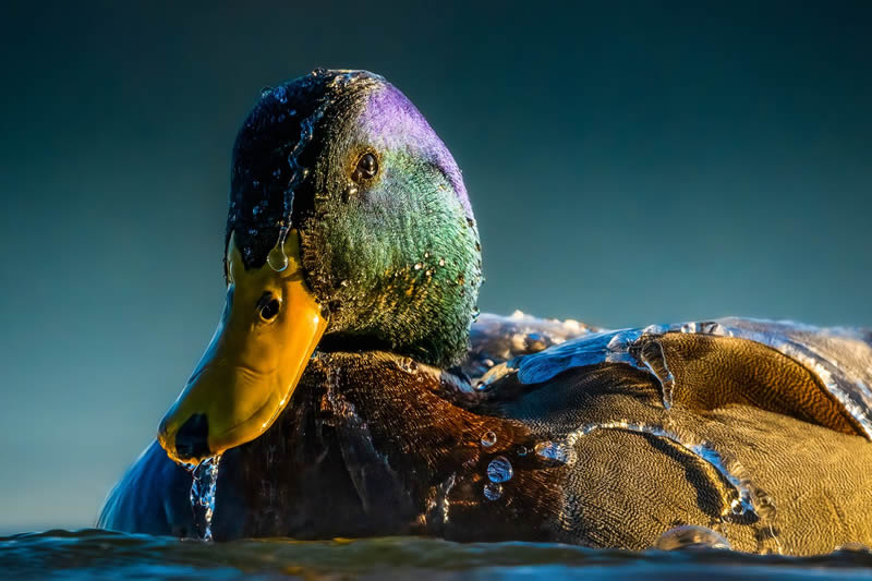 20 Incredible Highly Commended Photos From The 2024 Bird Photographer Of The Year