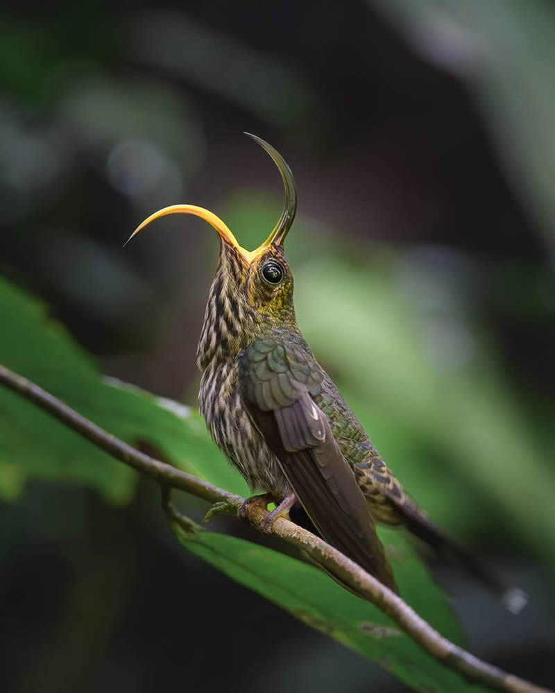 2024 Bird Photographer Of The Year Highly Commended Photos