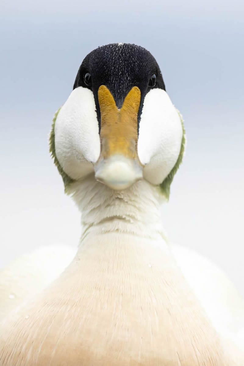 2024 Bird Photographer Of The Year Highly Commended Photos