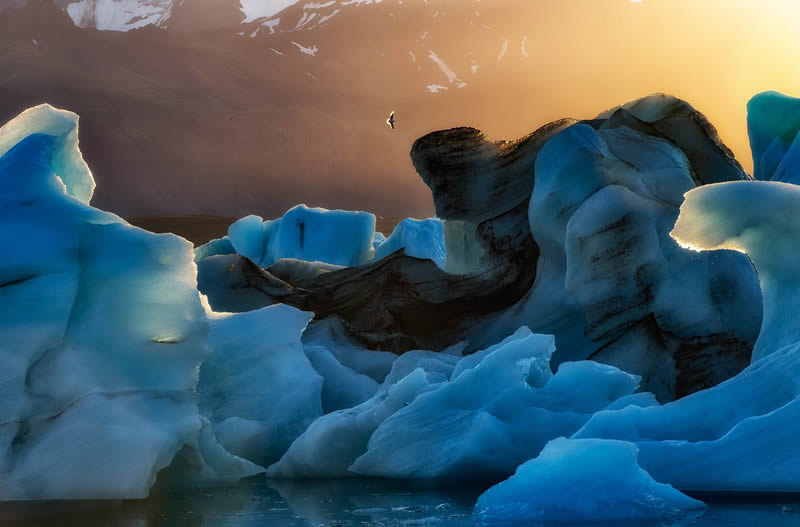 2024 Bird Photographer Of The Year Highly Commended Photos