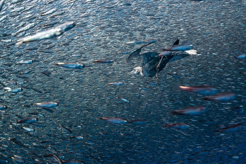 2024 Bird Photographer Of The Year Highly Commended Photos