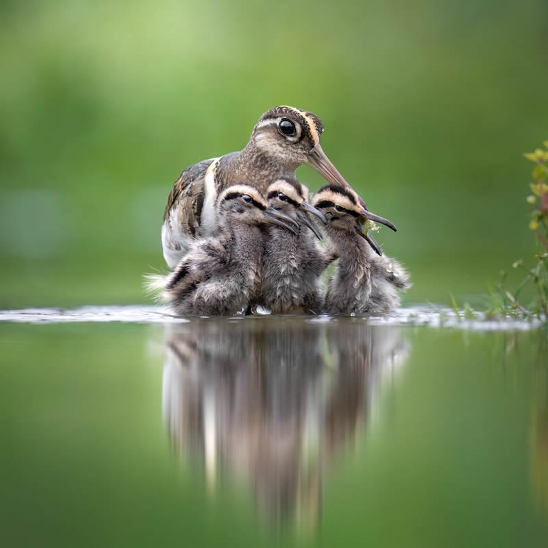 2024 Bird Photographer Of The Year Highly Commended Photos