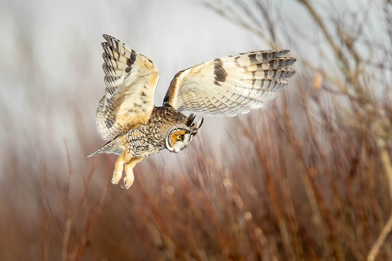 2024 Bird Photographer Of The Year Highly Commended Photos