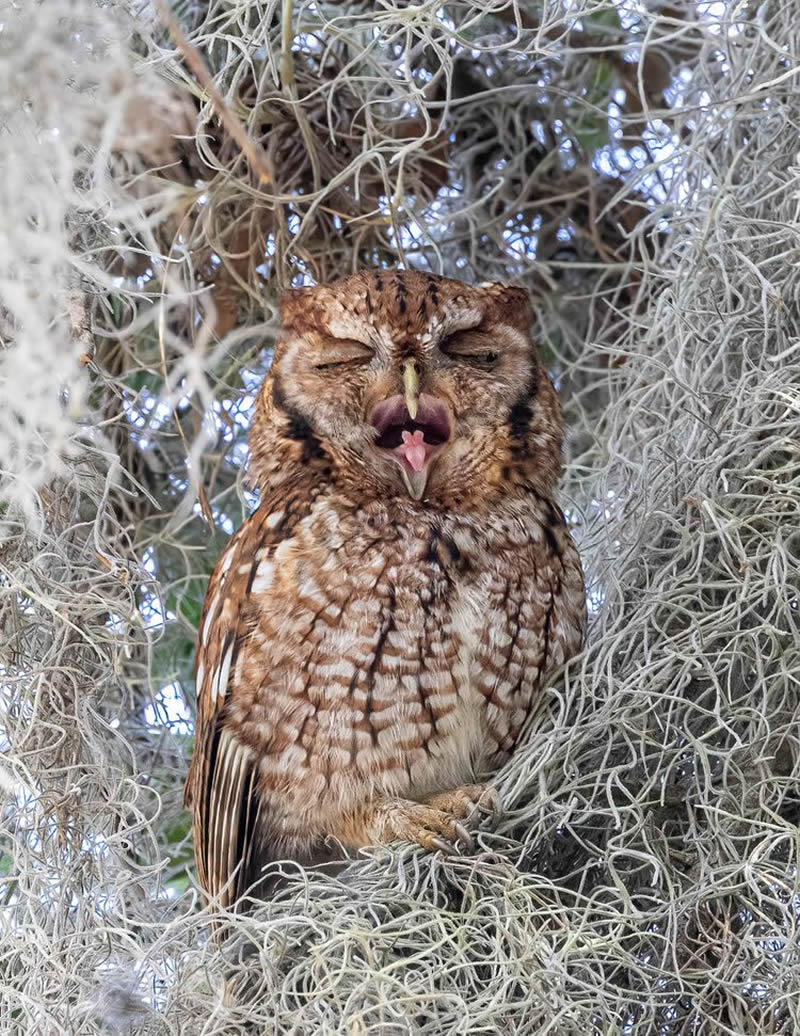 2024 Bird Photographer Of The Year Highly Commended Photos