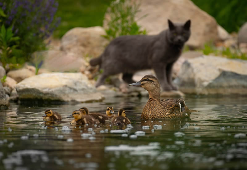 2024 Bird Photographer Of The Year Highly Commended Photos