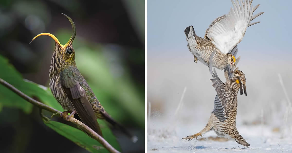 20 Incredible Highly Commended Photos From The 2024 Bird Photographer Of The Year